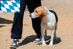 Read more about the article Swiss Lowland Dog Breeder și cățeluși în Bavaria