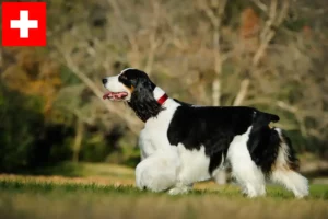 Read more about the article English Springer Spaniel crescători și căței în Elveția