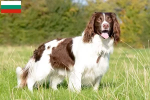 Read more about the article English Springer Spaniel crescători și căței în Bulgaria