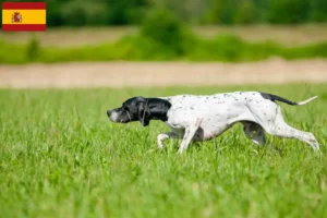 Read more about the article English Pointer crescători și căței în Spania