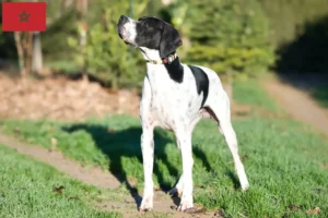 Read more about the article English Pointer crescători și căței în Maroc