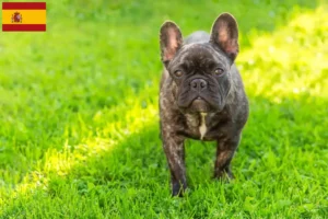 Read more about the article Crescători de Bulldog francez și căței în Spania