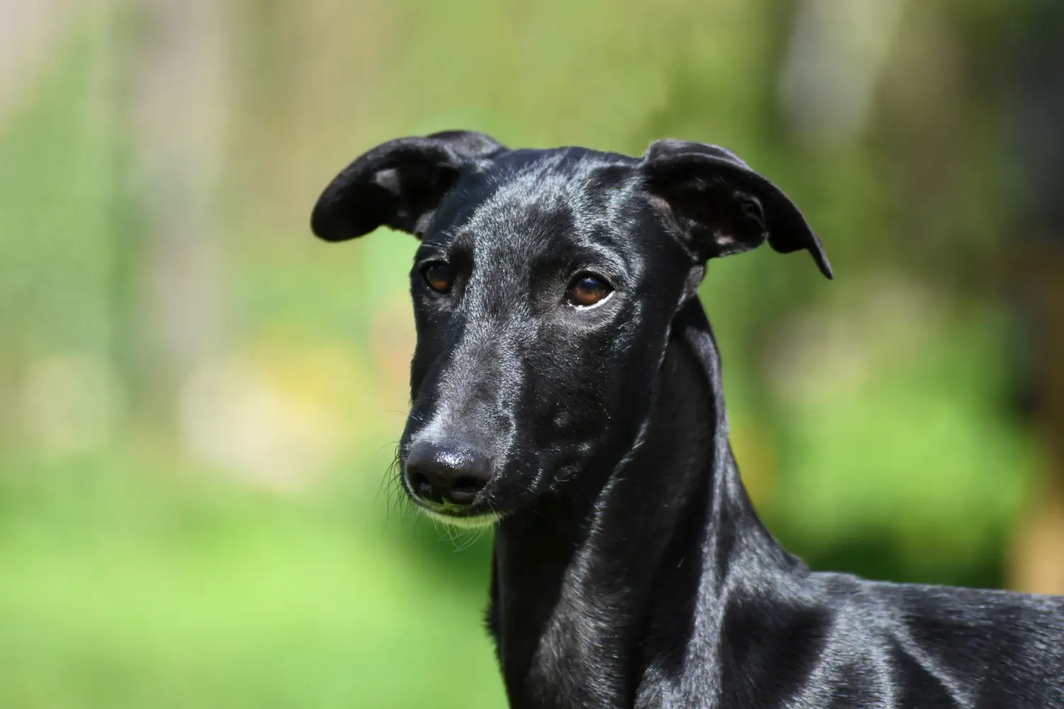 Cumpărarea unui cățel Galgo Espanol înseamnă asumarea responsabilității! Cumpărați cățeluși Galgo Espanol.