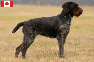 Read more about the article German Wirehair crescători și căței în Canada