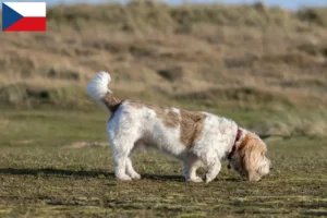 Read more about the article Grand Basset Griffon Vendéen crescători și căței în Republica Cehă
