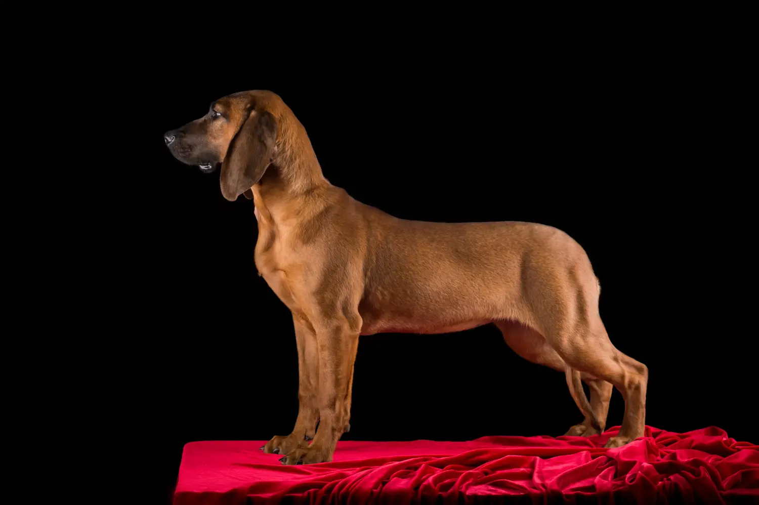 Cumpărarea unui cățel Hanoverian Welding Dog înseamnă asumarea responsabilității! Cumpărați căței Hanoverian Welding Dog.