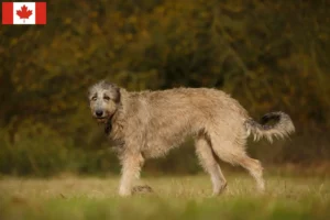 Read more about the article Crescători de câini Wolfhound irlandezi și căței în Canada