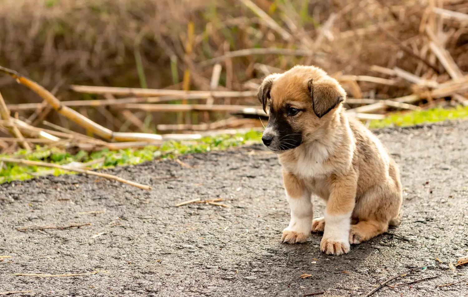 Cumpărarea unui cățel Kangal înseamnă asumarea responsabilității! Cumpărați cățeluși Kangal.
