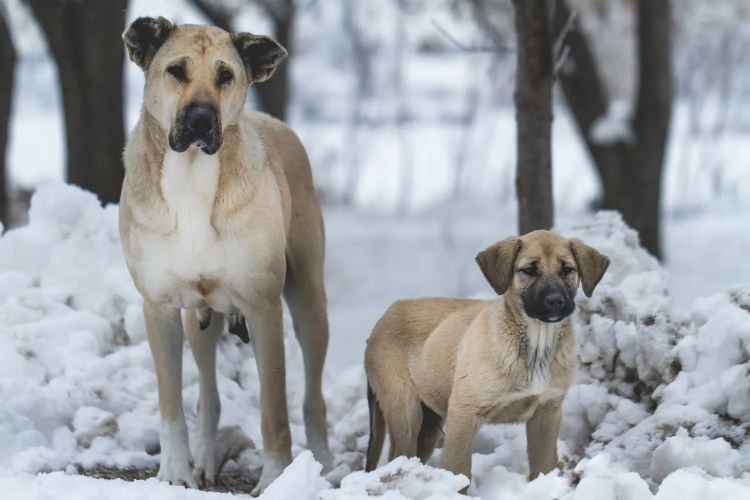 Cumpărarea unui cățel Kangal înseamnă asumarea responsabilității! Cumpărați cățeluși Kangal.