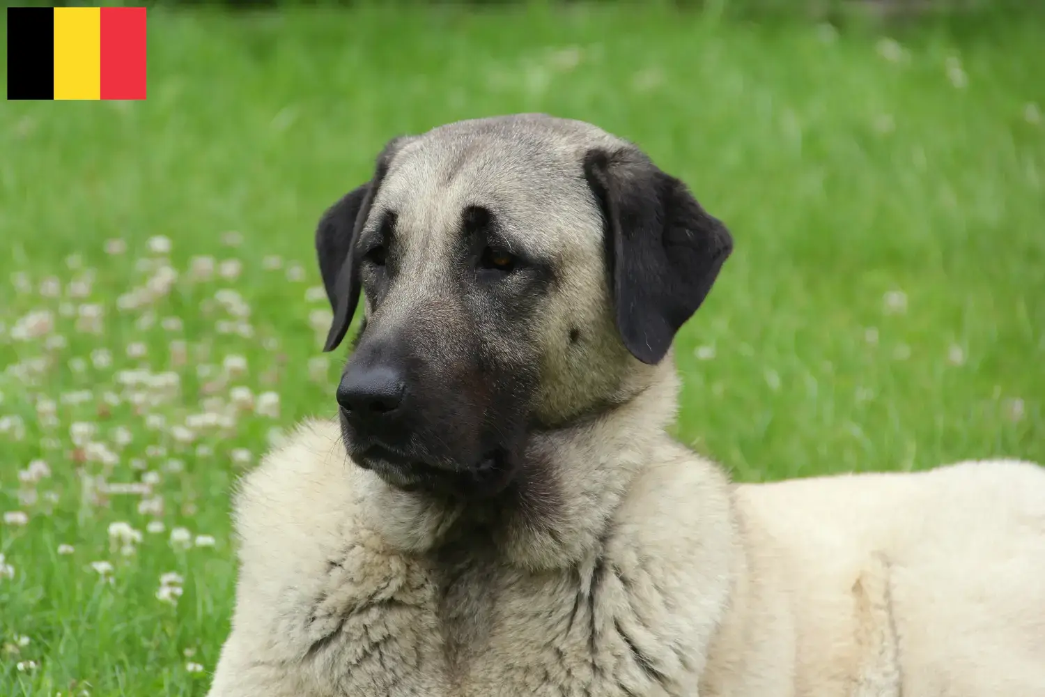 Kangal căței și crescători Belgia Găsiți crescători de Kangal în Belgia aici.