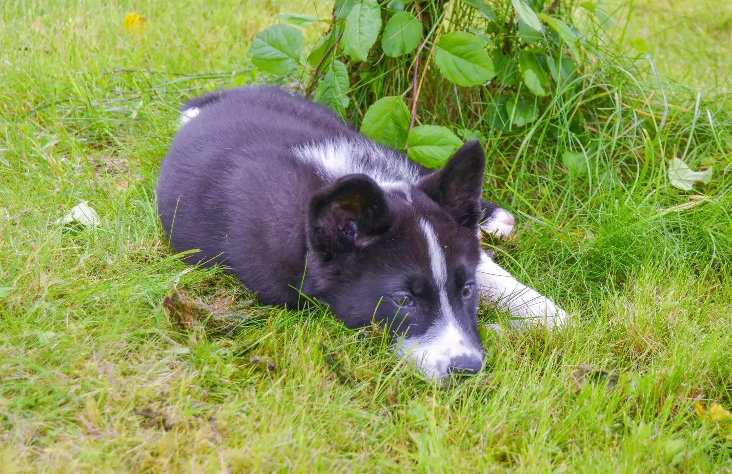 Cumpărarea unui cățeluș Karelian Bear Dog înseamnă asumarea responsabilității! Cumpărați pui de câine Karelian Bear Dog.
