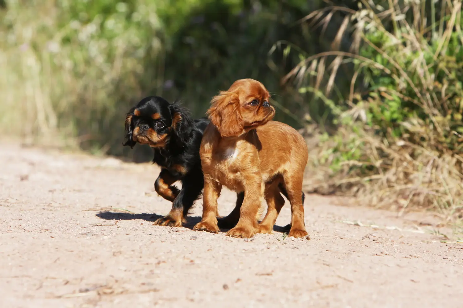Cumpărarea unui cățel King Charles Spaniel înseamnă asumarea responsabilității! Cumpărați cățeluși King Charles Spaniel.