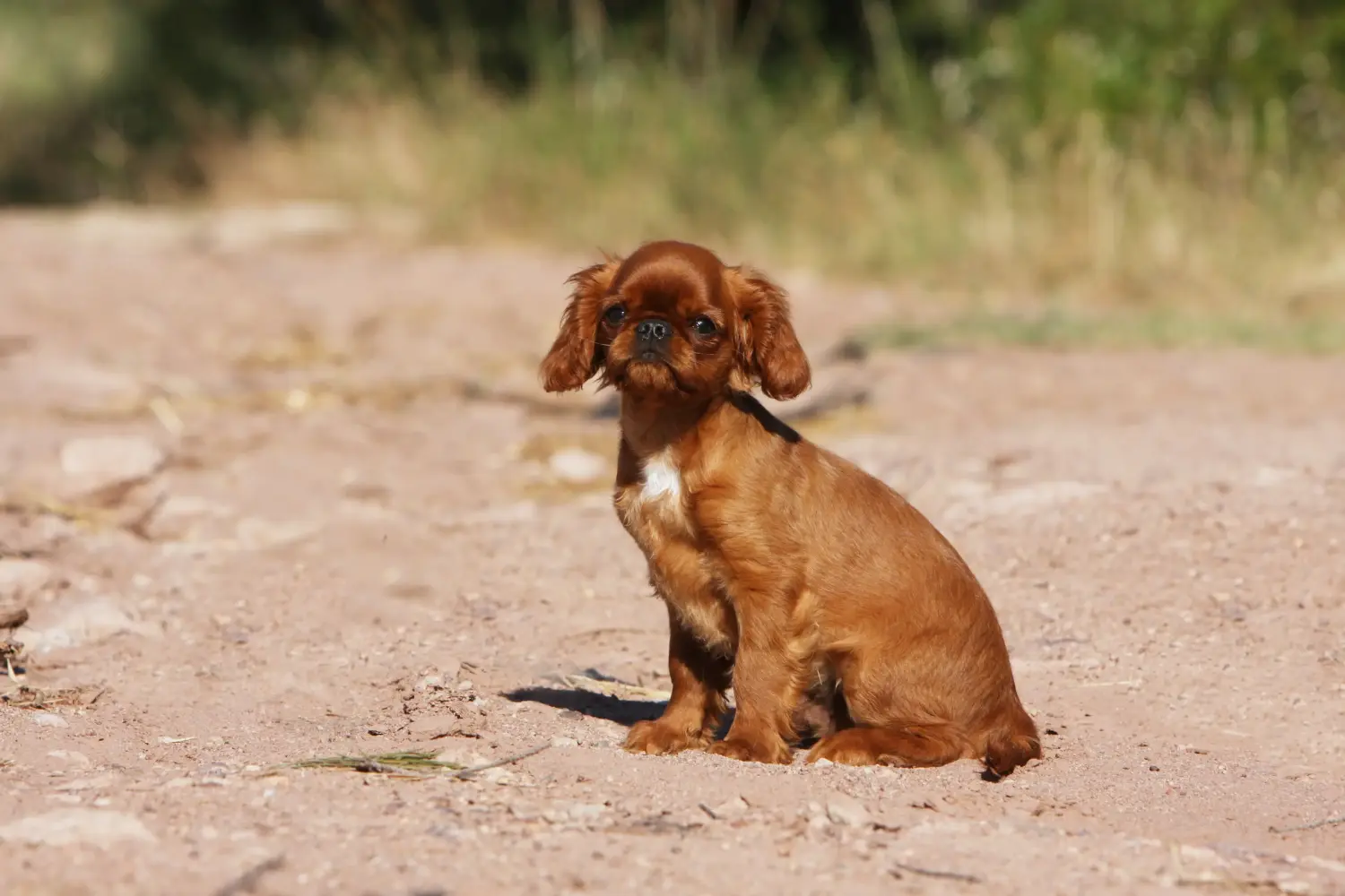 Cumpărarea unui cățel King Charles Spaniel înseamnă asumarea responsabilității! Cumpărați cățeluși King Charles Spaniel.