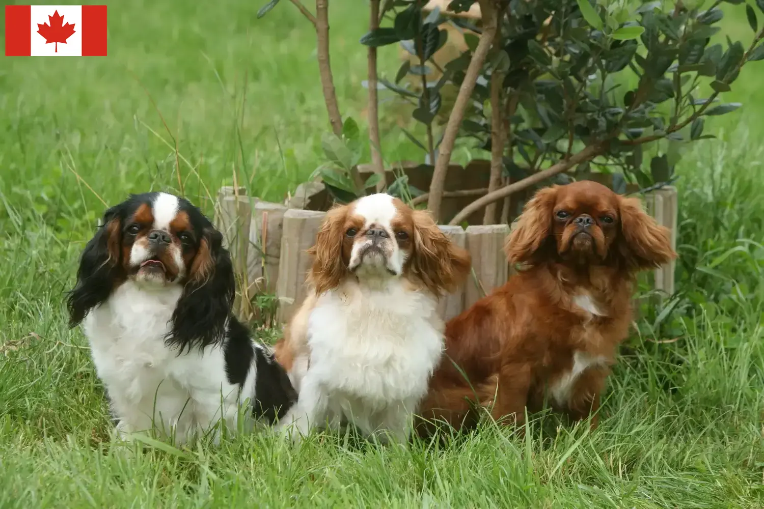 Read more about the article King Charles Spaniel crescători și căței în Canada