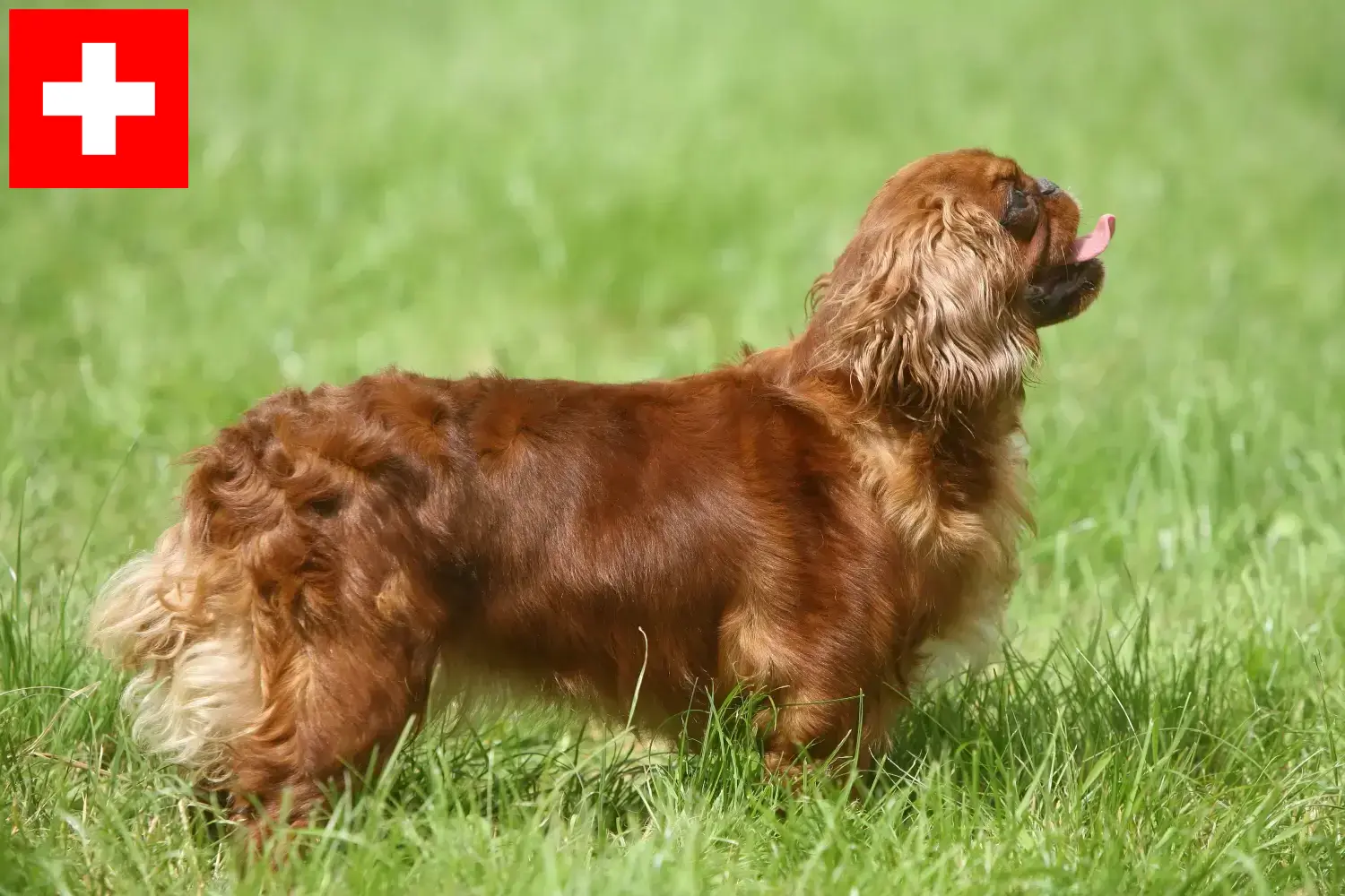 Read more about the article King Charles Spaniel crescători și căței în Elveția