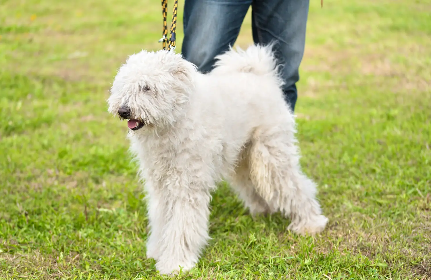 Cumpărarea unui cățel Komondor înseamnă asumarea responsabilității! Cumpărați cățeluși Komondor.