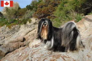Read more about the article Lhasa Apso crescători și căței în Canada