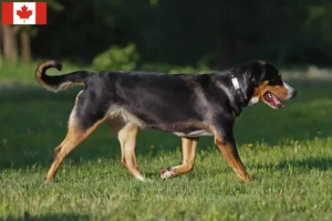 Read more about the article Mare elvețian Mountain Dog Breeder și pui în Canada