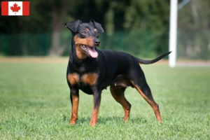 Read more about the article Miniature Pinscher crescători și căței în Canada