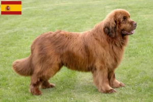 Read more about the article Newfoundland crescători și căței în Spania