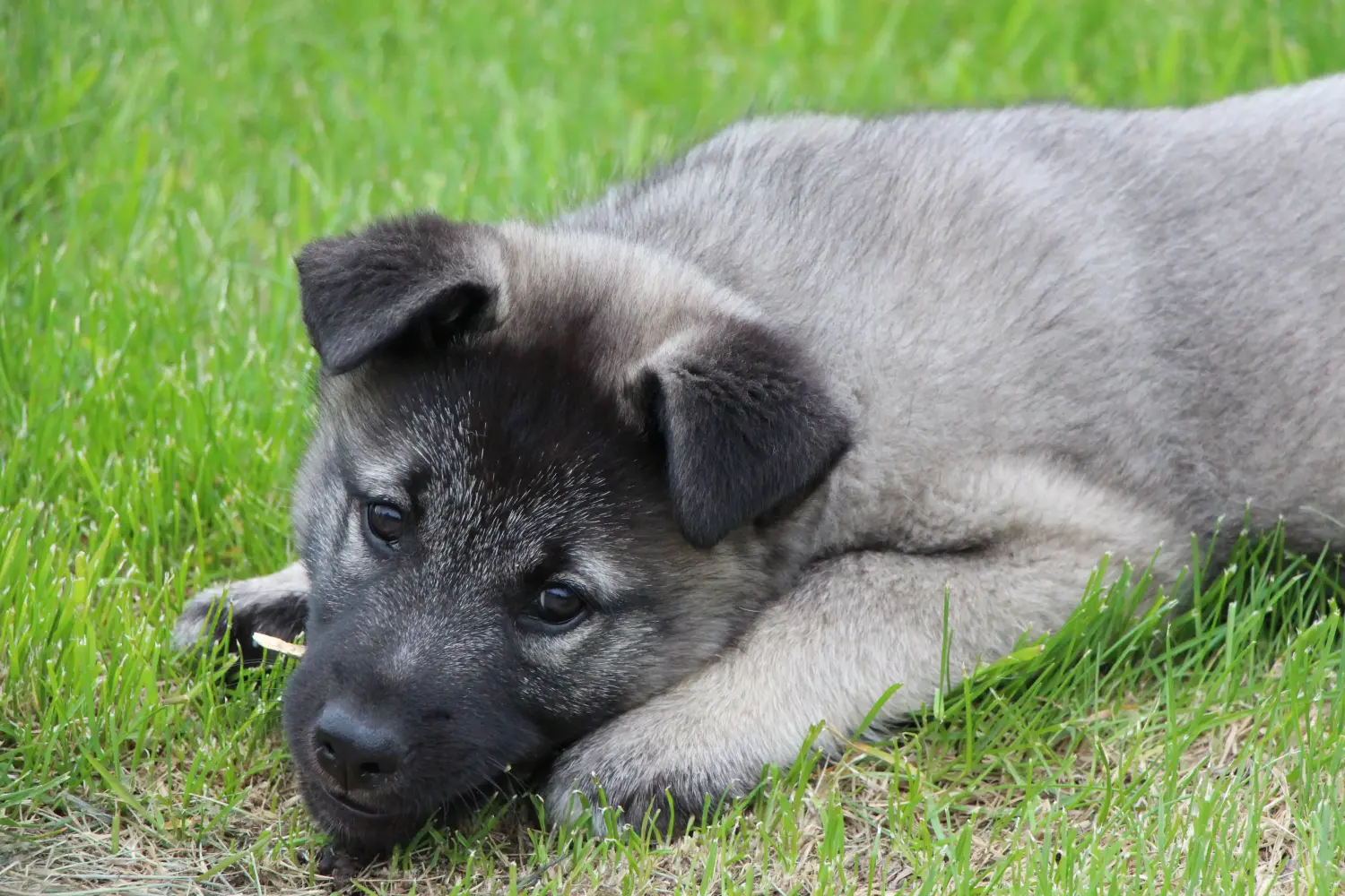 Cumpărarea unui cățel Norvegian Elkhound înseamnă asumarea responsabilității! Cumpărați cățeluși Norvegian Elkhound.