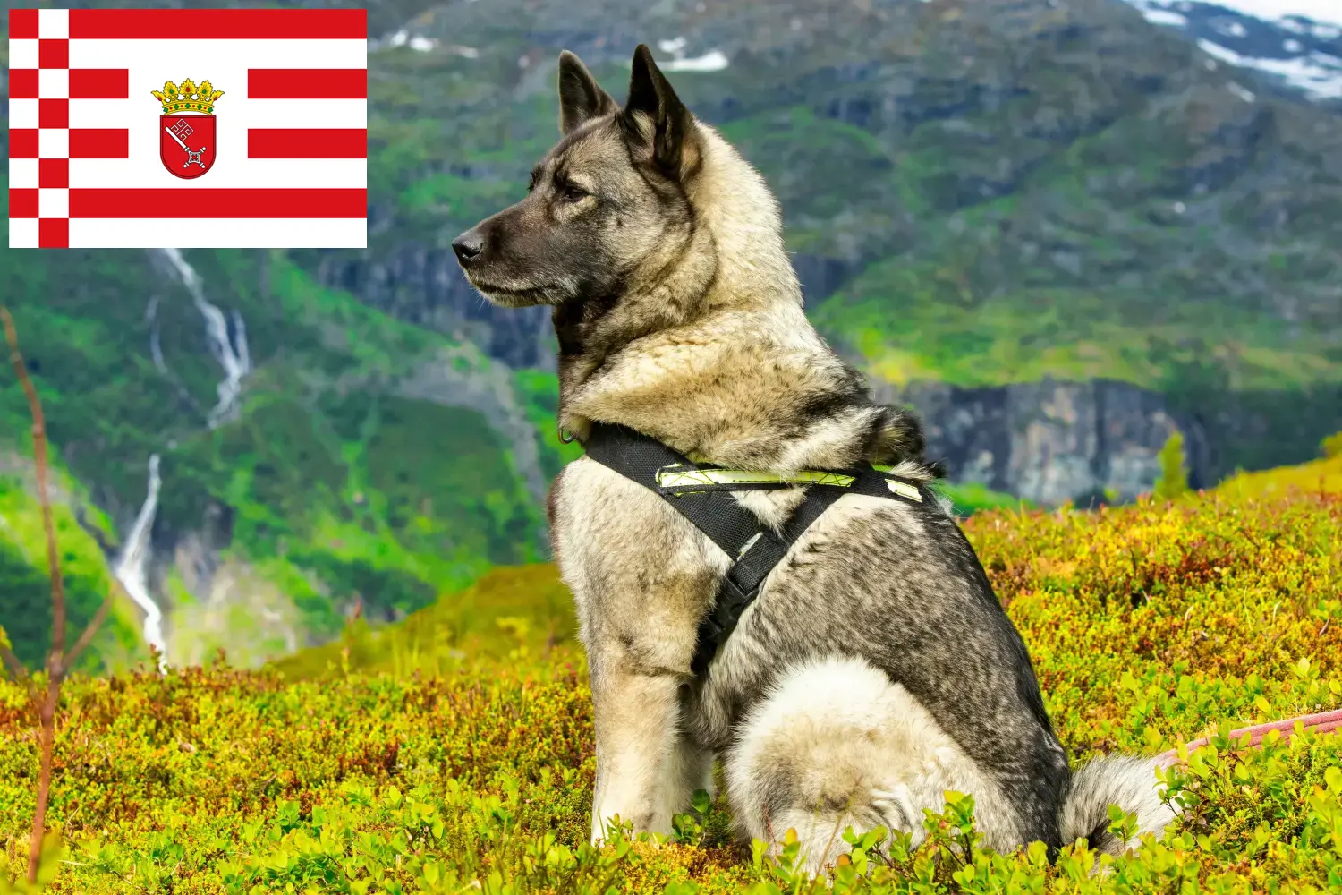 Read more about the article Norwegian Elkhound crescător și căței în Bremen