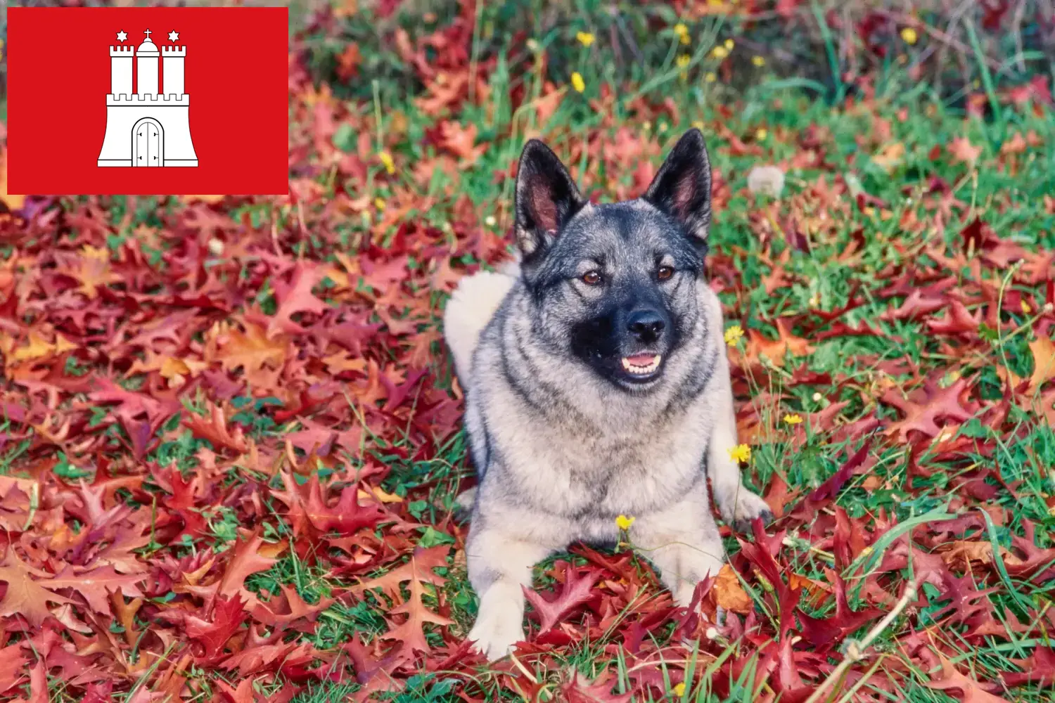 Read more about the article Norwegian Elkhound crescător și căței în Hamburg