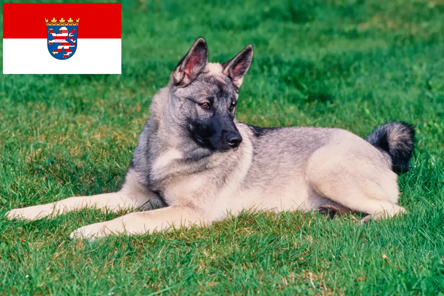 Read more about the article Elkhound norvegian crescători și căței în Hesse