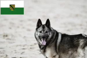 Read more about the article Crescători de Elkhound norvegian și căței în Saxonia