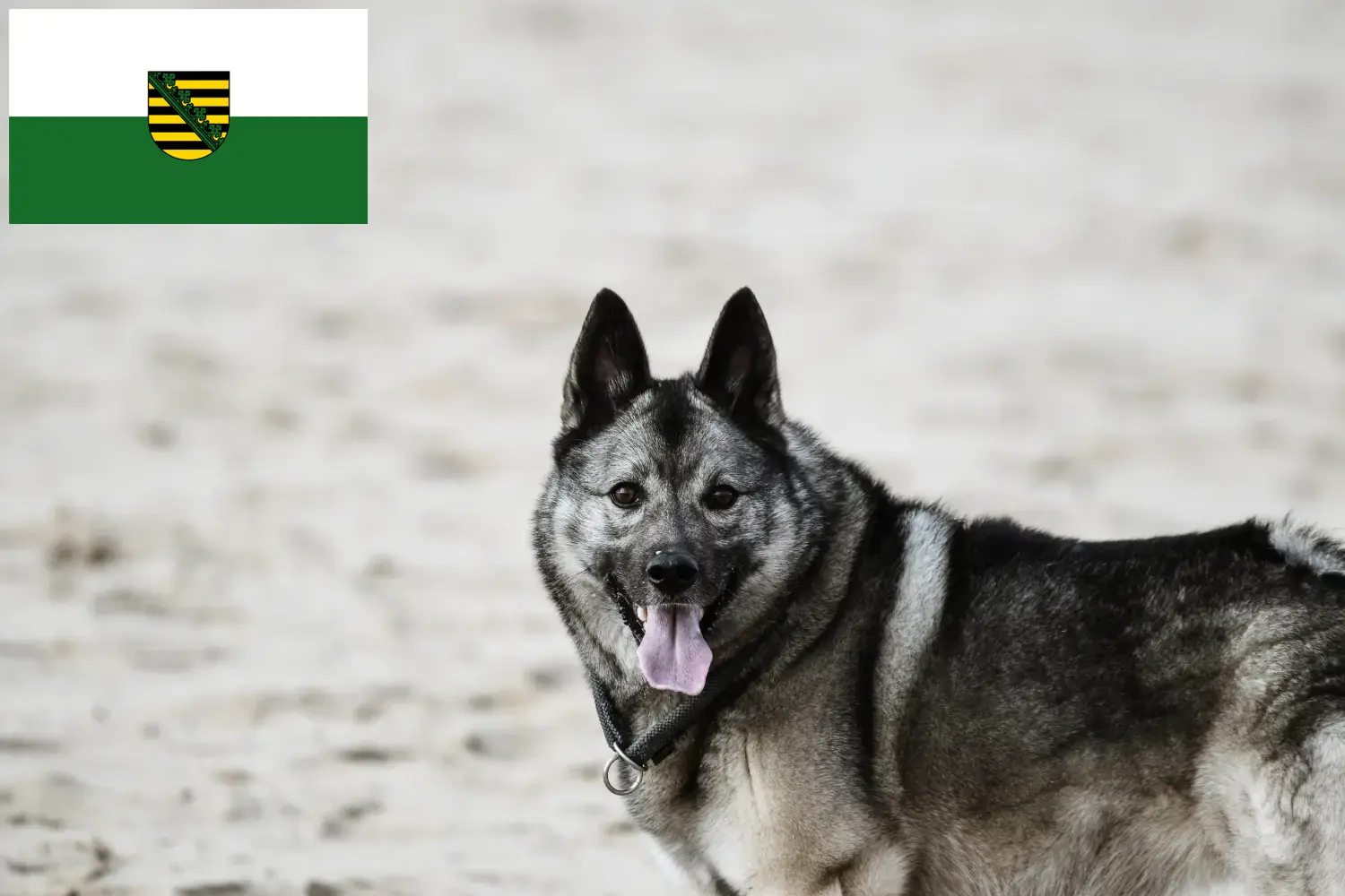Read more about the article Crescători de Elkhound norvegian și căței în Saxonia