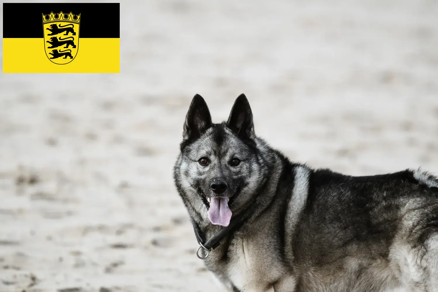 Read more about the article Crescători de Elkhound norvegian și căței în Baden-Württemberg