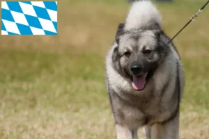 Read more about the article Crescători de Elkhound norvegian și căței în Bavaria