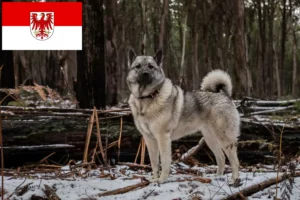 Read more about the article Elkhound norvegian crescători și căței în Brandenburg