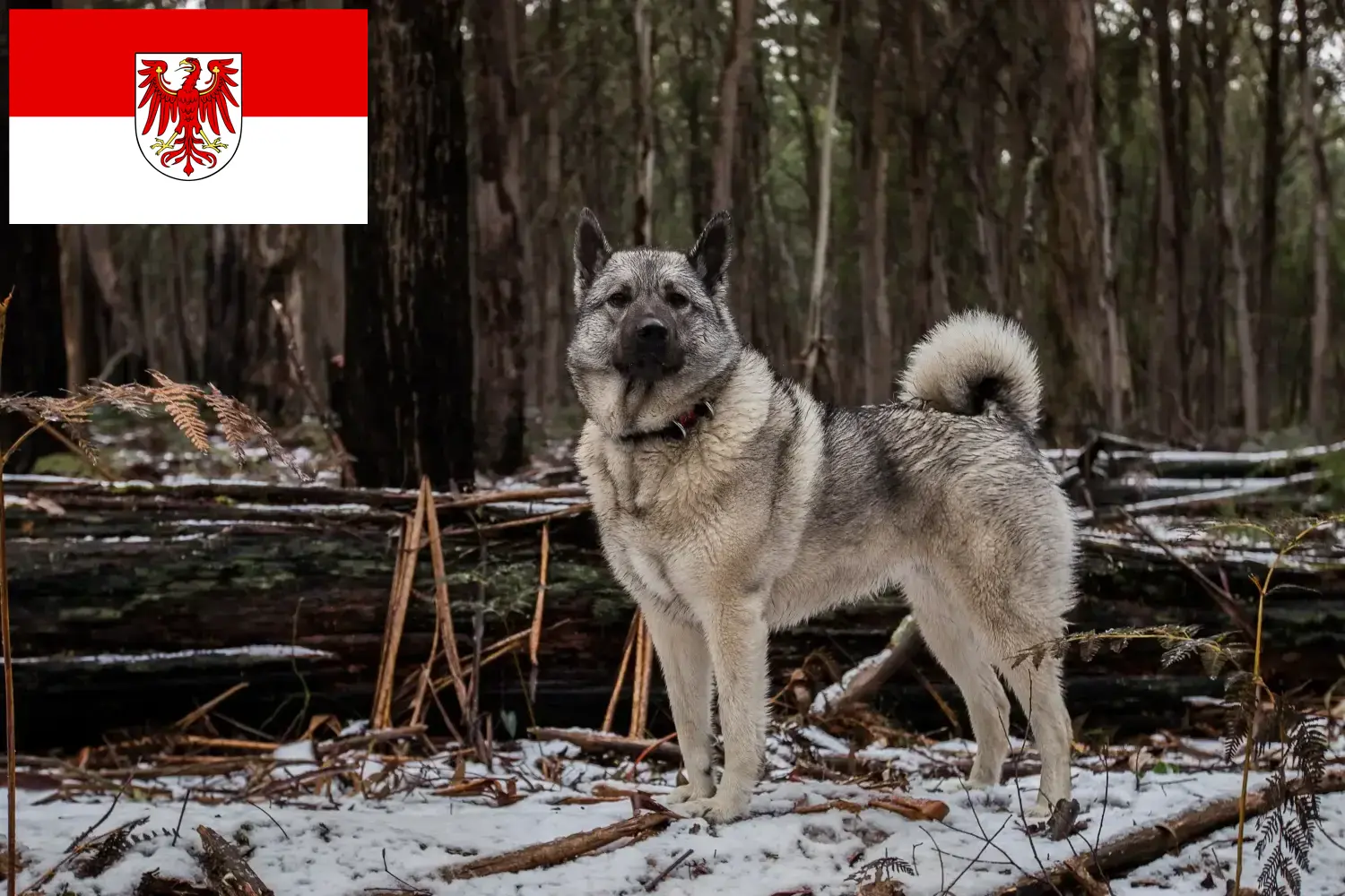 Read more about the article Elkhound norvegian crescători și căței în Brandenburg