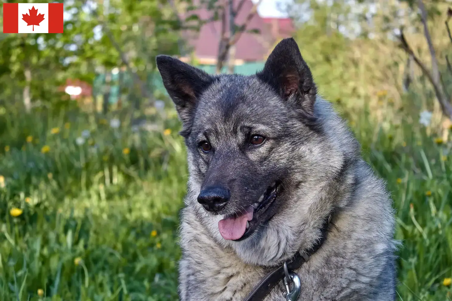 Read more about the article Elkhound norvegian crescători și căței în Canada