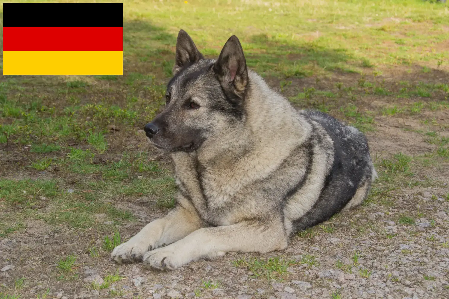 Read more about the article Crescători de Elkhound norvegian și căței în Germania