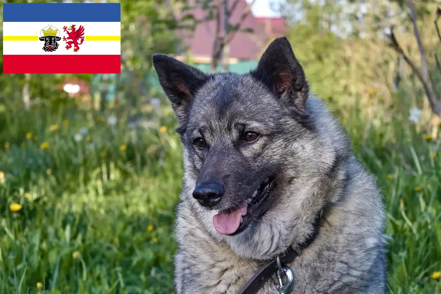 Read more about the article Crescători de Elkhound norvegian și căței în Mecklenburg-Vorpommern