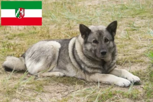 Read more about the article Crescători de Elkhound norvegian și căței în Renania de Nord-Westfalia