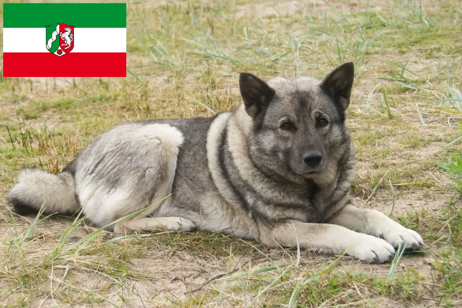 Read more about the article Crescători de Elkhound norvegian și căței în Renania de Nord-Westfalia