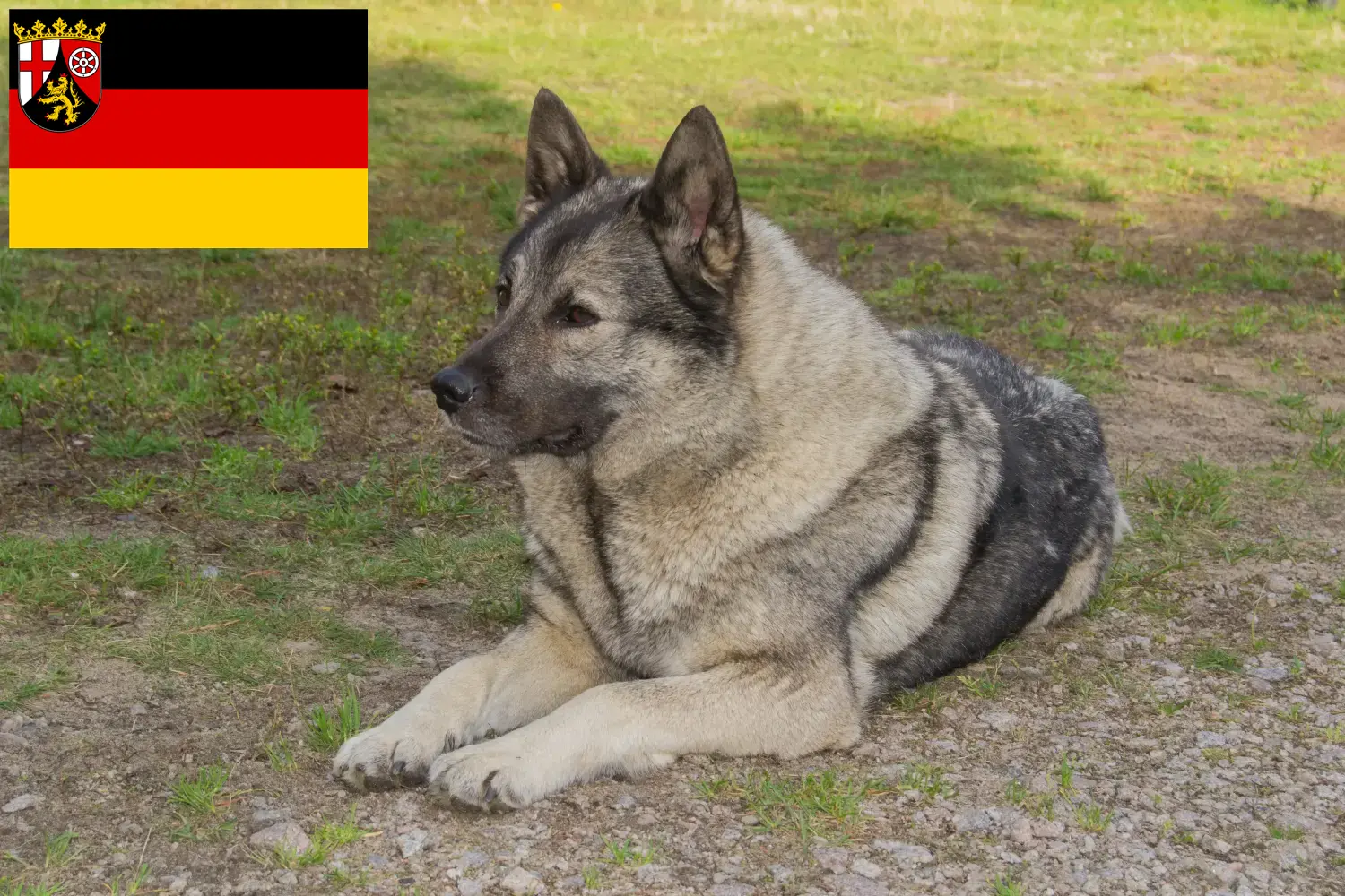 Read more about the article Crescători de Elkhound norvegian și căței în Rhineland-Palatinate