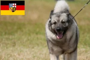 Read more about the article Crescători de Elkhound norvegian și căței în Saarland