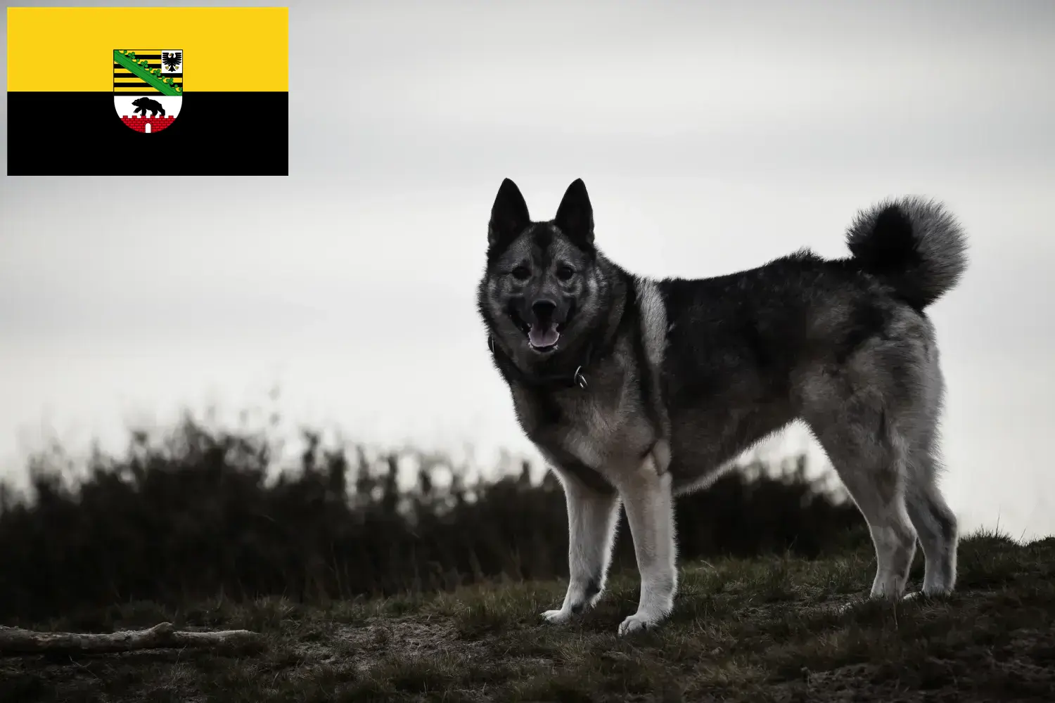 Read more about the article Crescători de Elkhound norvegian și căței în Saxony-Anhalt
