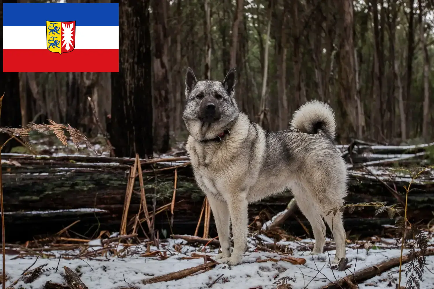 Read more about the article Crescători de Elkhound norvegian și căței în Schleswig-Holstein