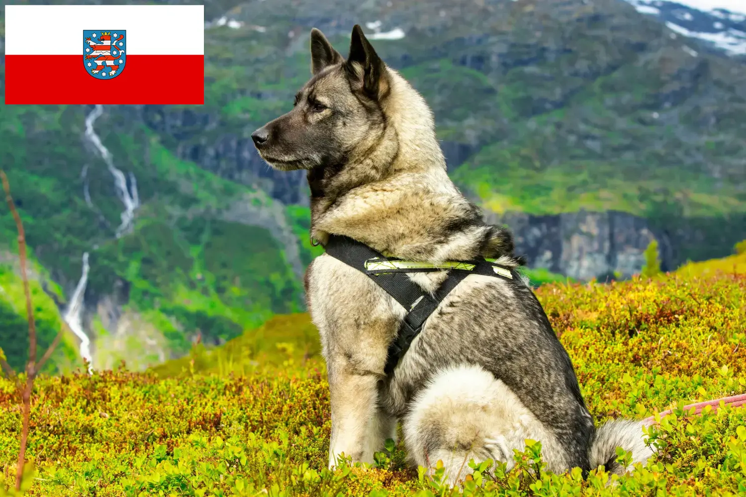 Read more about the article Crescători de Elkhound norvegian și căței în Thuringia