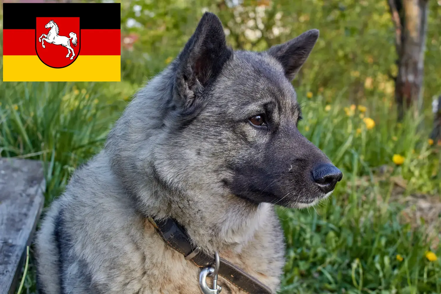 Read more about the article Crescători de Elkhound norvegian și căței în Saxonia Inferioară