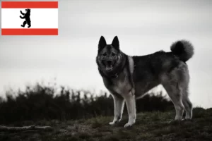 Read more about the article Norwegian Elkhound crescător și căței în Berlin