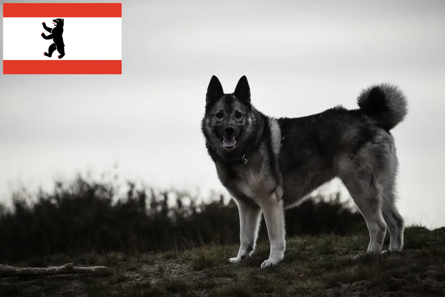 Read more about the article Norwegian Elkhound crescător și căței în Berlin