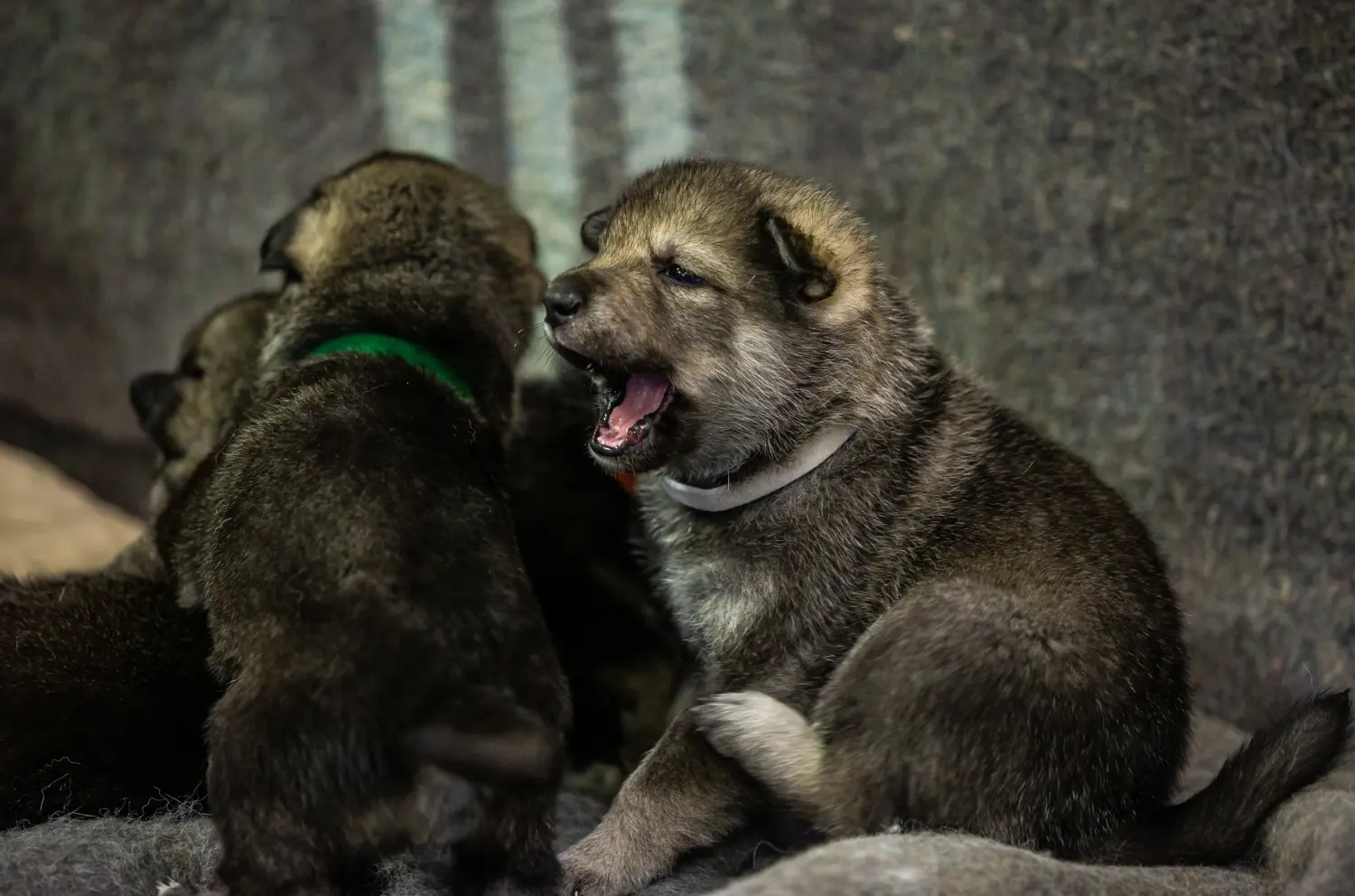 Cumpărarea unui cățel Norvegian Elkhound înseamnă asumarea responsabilității! Cumpărați cățeluși Norvegian Elkhound.