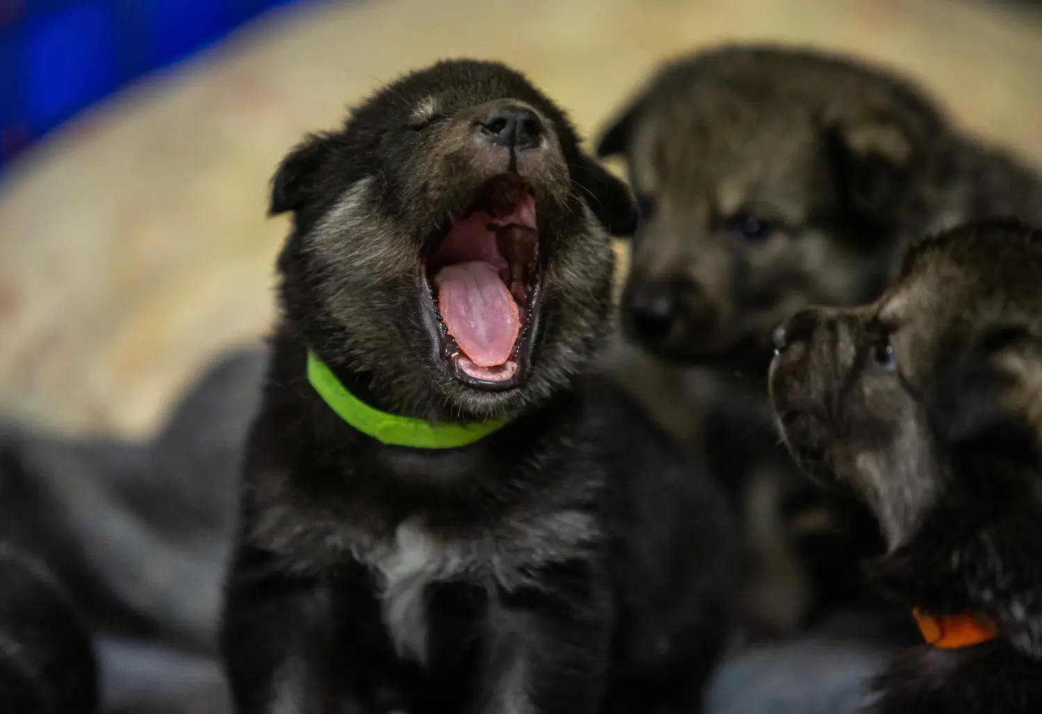 Cumpărarea unui cățel Norvegian Elkhound înseamnă asumarea responsabilității! Cumpărați cățeluși Norvegian Elkhound.