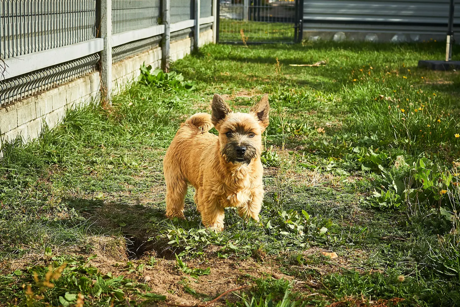Cumpărarea unui cățel Norwich Terrier înseamnă asumarea responsabilității! Cumpărați cățeluși Norwich Terrier.